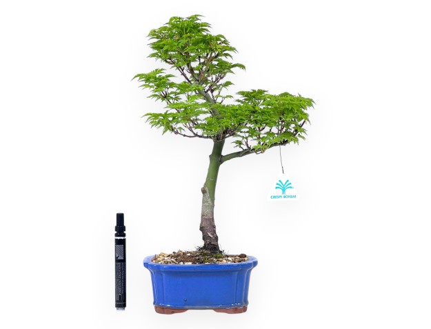 Bonsái de arce de 39 cm | Maceta rectangular azul