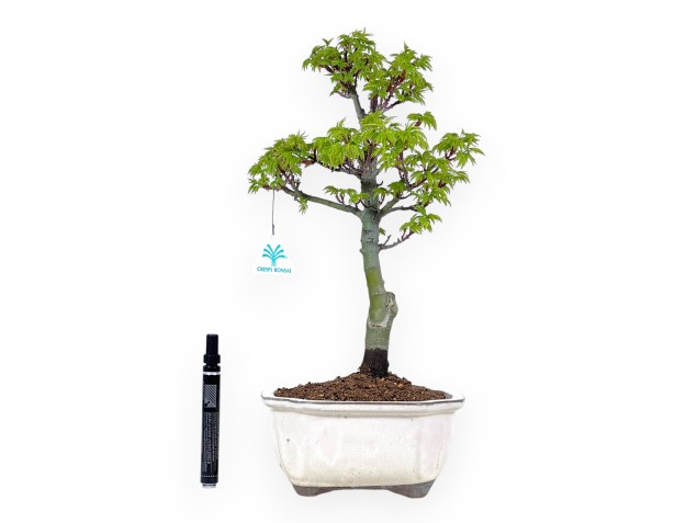 Bonsai di acero da 41 cm | Vaso rettangolare crema