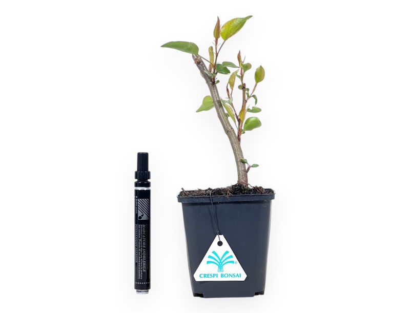 Arbeitspflanze von Pyrus calleryana 27 cm | Plastiktopf