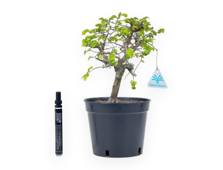 Ulmus Parviflora | Vaso di coltivazione