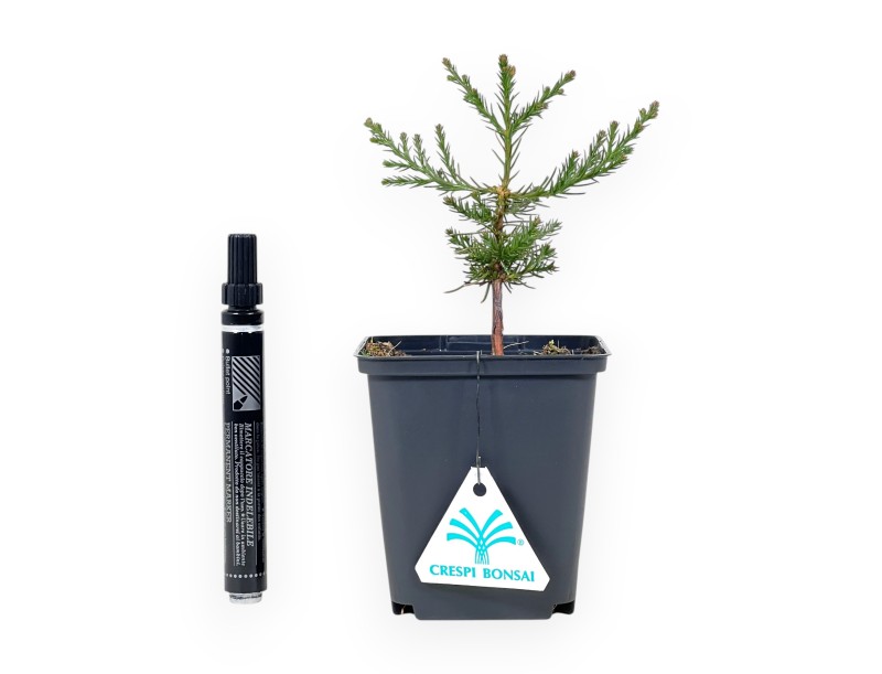 Sequoiadendron giganteum| Giovane pianta