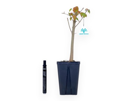 36 cm esdoorn bonsaiboom | Vierkante plastic pot