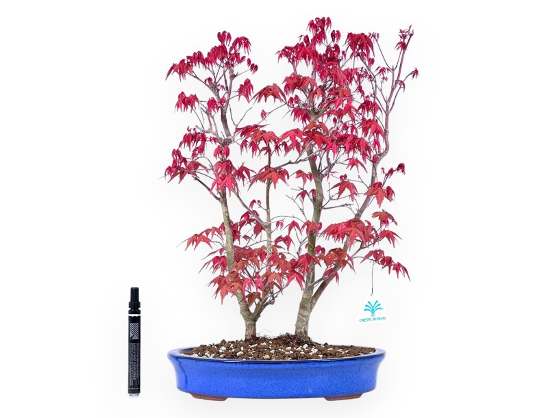 Esdoorn bonsai van 48 cm | Ovaal lichtblauw pot