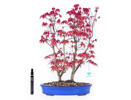 Ahorne Bonsai von 48 cm | Oval hellblau Topf