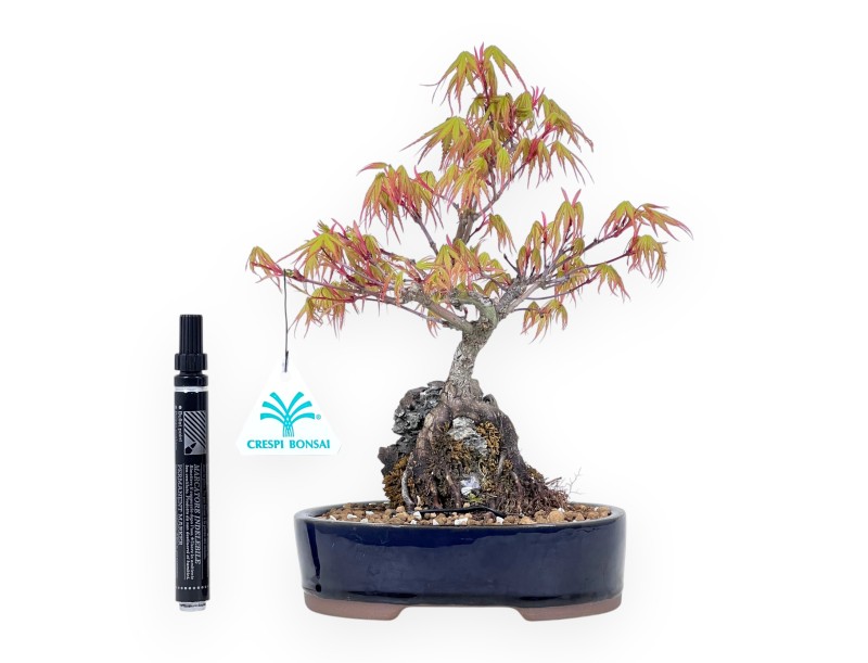 Ahorn Bonsai von 25 cm | Oval blau Topf