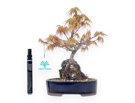 Bonsaï de Érable de 25 cm | Pot ovale bleu