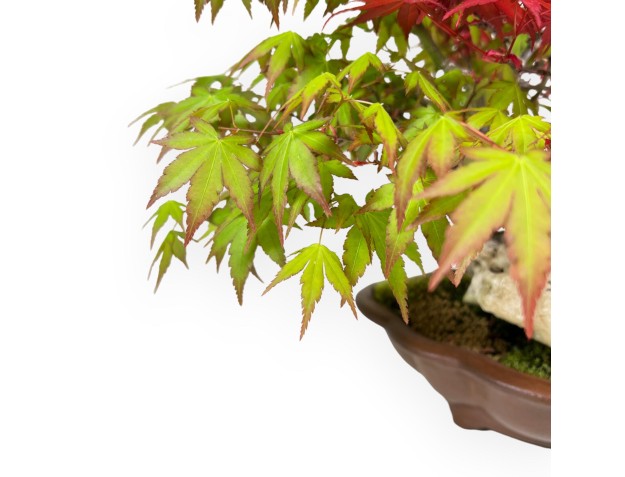 Esdoorn bonsai von 32 cm | Steengoed wolk pot 2