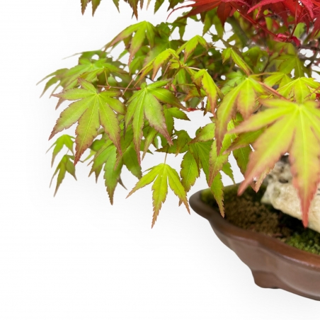 Ahorn Bonsai van 32 cm | Wolken aus Steingut Topf