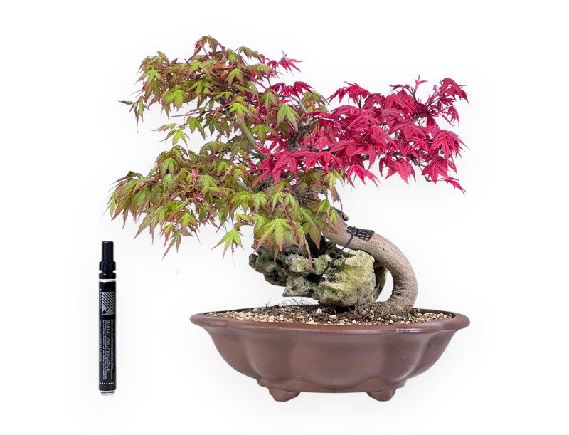 Ahorn Bonsai van 32 cm | Wolken aus Steingut Topf