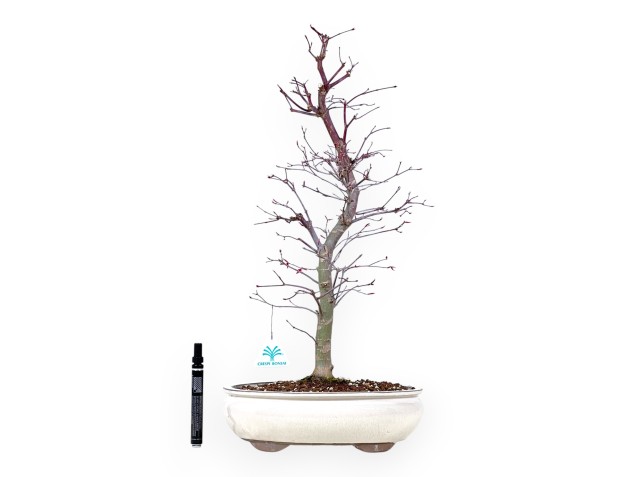 Bonsaï de Érable de 57 cm | Pot ovale crème