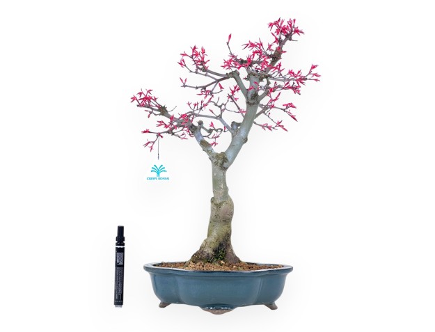 Ahorne Bonsai von 49 cm | Wolke grün Topf