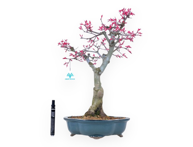 Bonsaï de Érable de 49 cm | Pot à nuage vert