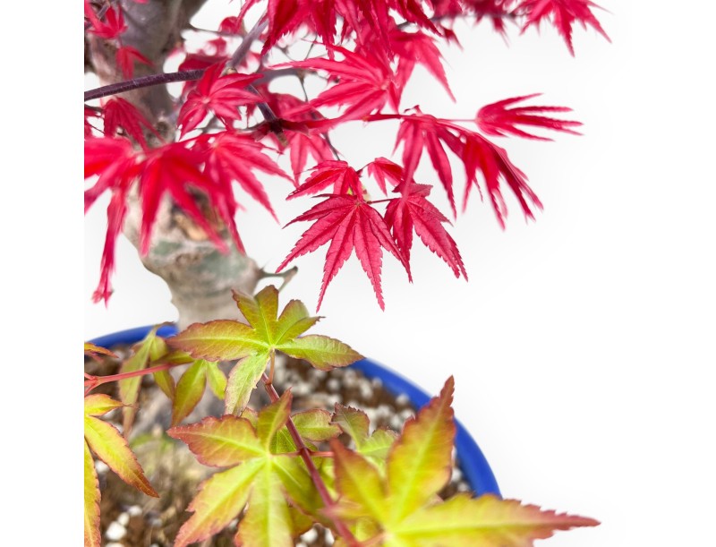 Esdoorn bonsai van 51 cm | Ovaal lichtblauw pot