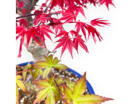 Esdoorn bonsai van 51 cm | Ovaal lichtblauw pot