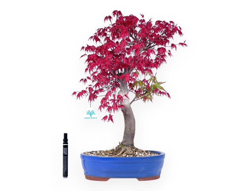 Ahorne Bonsai von 51 cm | Oval hellblau Topf