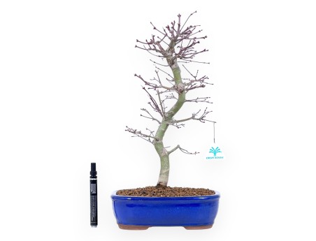 Bonsái de arce de 44 cm | Maceta oval azul