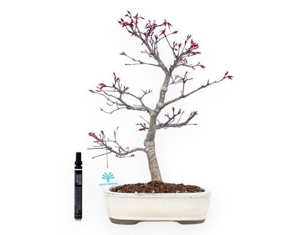 Esdoorn bonsai van 41 cm | Ovaal crème pot