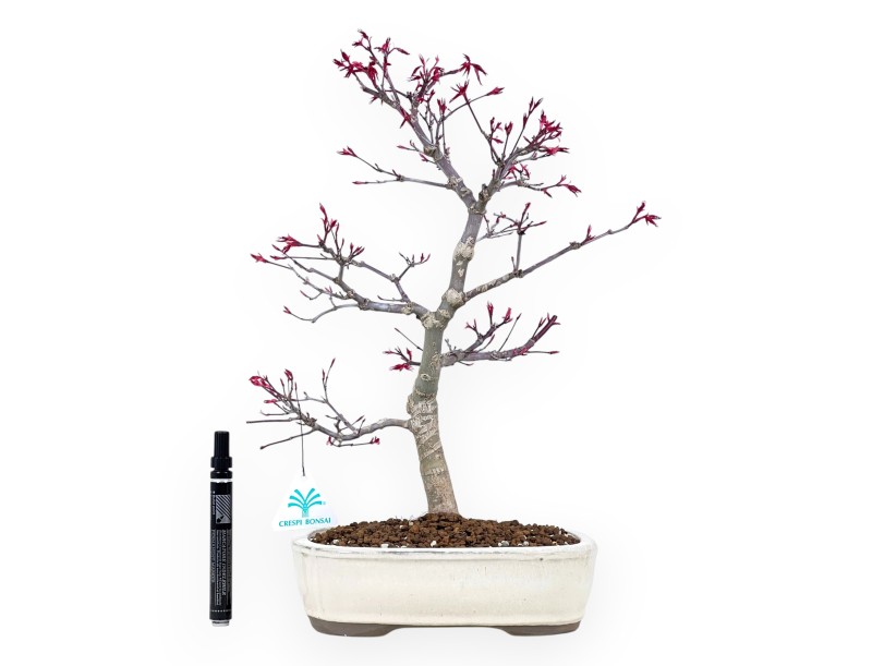 Ahorne Bonsai von 41 cm | Oval creme Topf