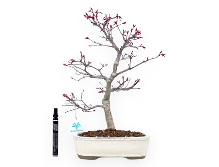 Bonsái de arce de 41 cm | Maceta oval crema