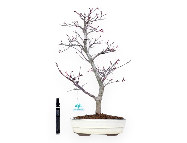 Maple bonsai 47 cm | Cream oval pot