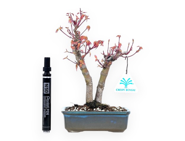 24 cm esdoorn bonsaiboom | Rechthoekige blauw-turquoise pot