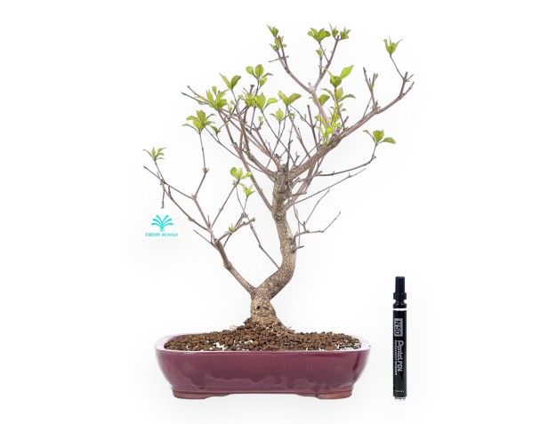 Bonsai di Callicarpa da 42 cm | Vaso rettangolare bordeaux