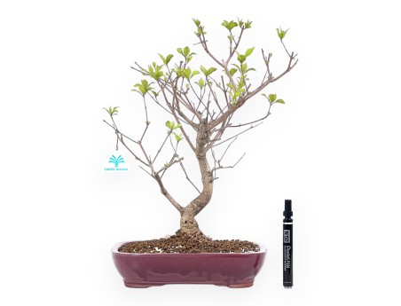 Callicarpa bonsai 42 cm | Burgundy rectangular pot