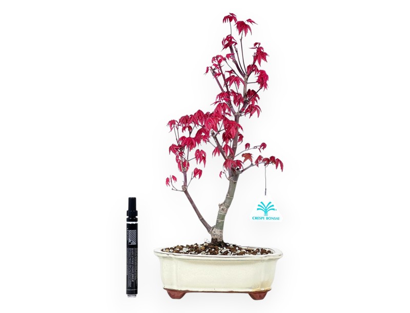Maple bonsai 39 cm | Cream cloud pot