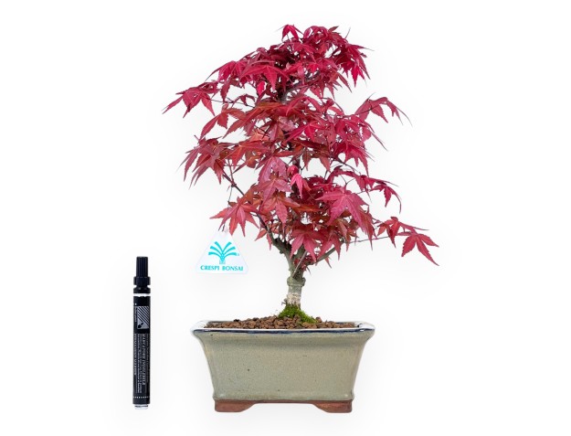 Ahorne Bonsai von 35 cm | Rechteckig olivgrün Topf