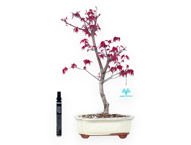 Ahorne Bonsai von 40 cm | Wolke creme Topf