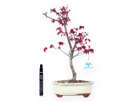 Ahorne Bonsai von 40 cm | Wolke creme Topf