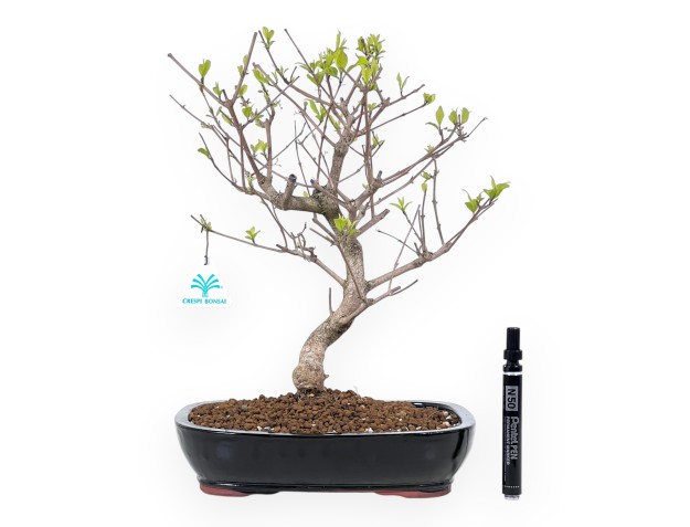 Callicarpa bonsai 39 cm | Blue rectangular pot