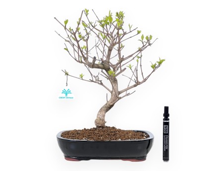 Bonsai di Callicarpa da 39 cm | Vaso rettangolare blu