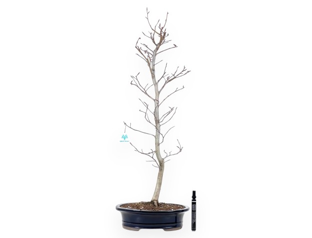 Japanese beech bonsai 79 cm | Blue oval pot