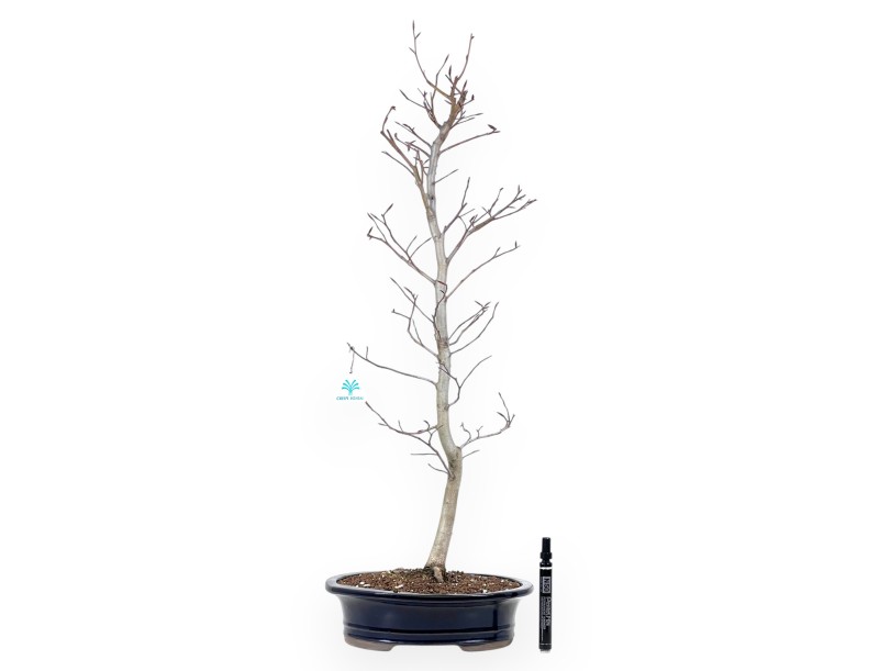 Bonsai di faggio da 79 cm | Vaso ovale blu