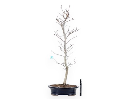 Buche Bonsai von 79 cm | Oval blau Topf