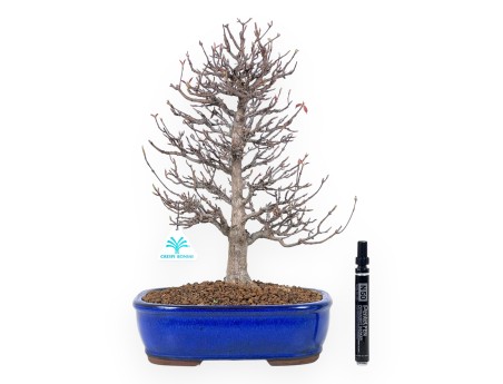 Bonsai di acero da 42 cm | Vaso rettangolare blu
