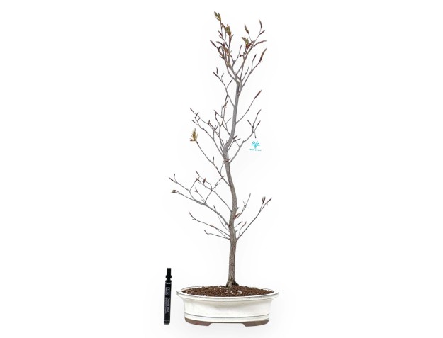 Japanese beech bonsai 79 cm | Cream oval pot