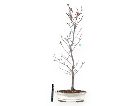 Bonsai di faggio da 79 cm | Vaso ovale crema