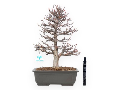 Ahorne Bonsai von 41 cm | Rechteckiger Steingut Topf