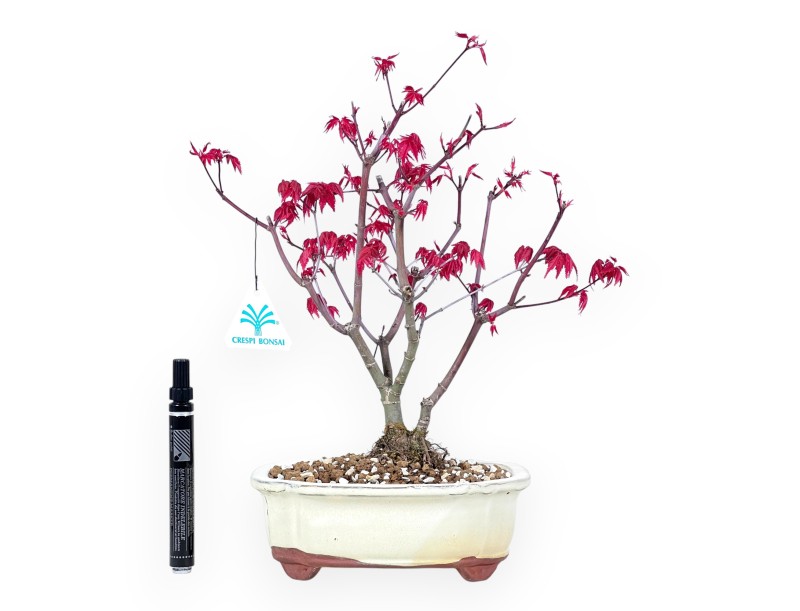 Ahorne Bonsai von 33 cm | Wolke creme Topf