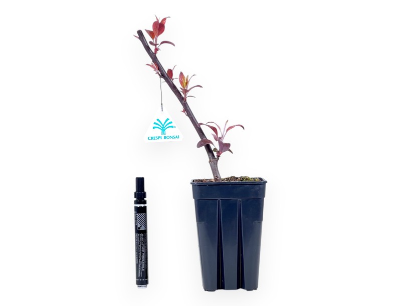 Apfelbaum Arbeitspflanze von 32 cm | Quadratischer kunststoff Topf