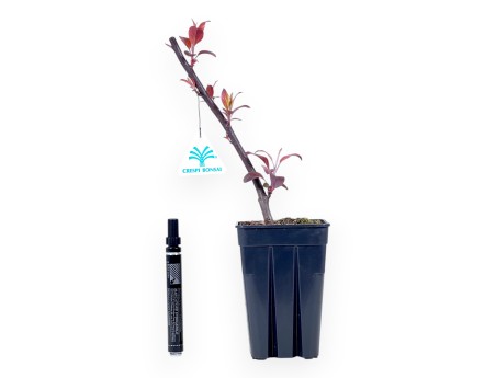 Planta para trabajar de manzano de 32cm | Maceta de plástico