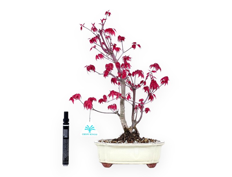 Bonsái de arce de 40 cm | Maceta nube crema