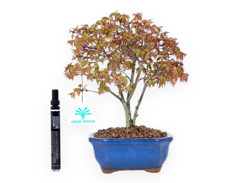 Bonsai di acero da 27 cm | Vaso rettangolare blu