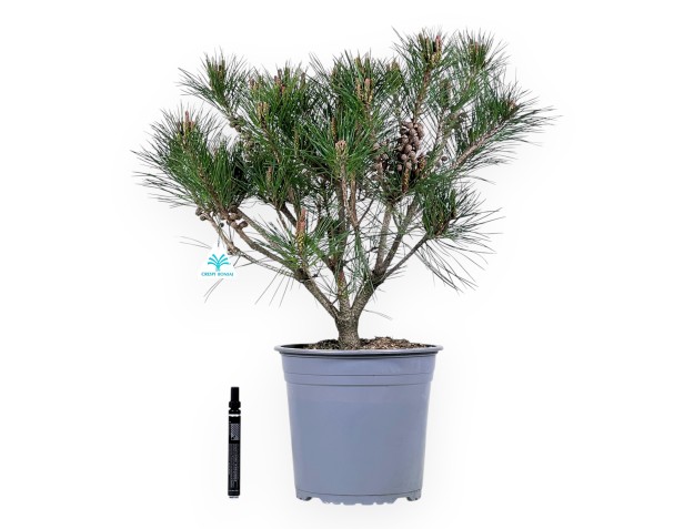 Kiefer Arbeitspflanze von 59 cm | Rund Kunststoff Topf