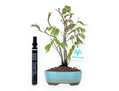 Japanese beech bonsai of 22 cm | Light blue oval pot