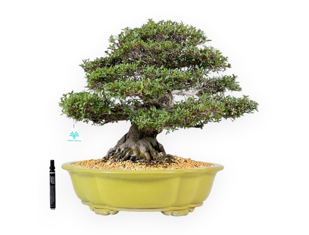 Azalee Bonsai von 52 cm | Wolke hellgrün Topf