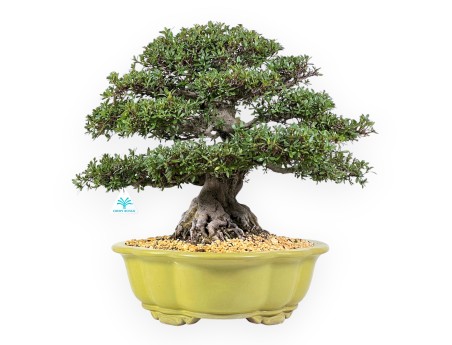 Azalee Bonsai von 52 cm | Wolke hellgrün Topf