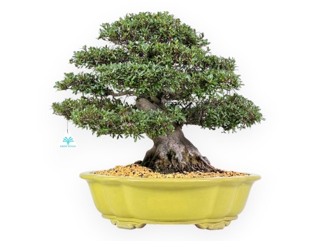 Bonsai di Azalea da 52 cm | Vaso a nuvola verde chiaro